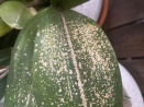 White Spots on Cattleya