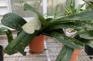 Sunken Yellow, Tan and Brown Spots on Phal
