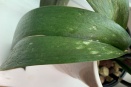 Sunken Yellow, Tan and Brown Spots on Phal