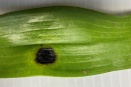 Black Sunken Spot
