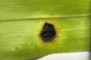 Black Sunken Spot