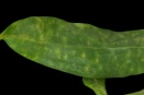 Chlorotic Spotting on Dendrobium