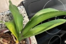 White Powdery Spots on Phal