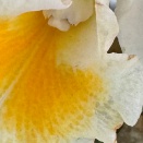 Flower Blasting and Burned Edges