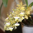 Bloom Spike from Base of Pseudobulb