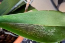 Bumpy Leaves on Phalaenopsis