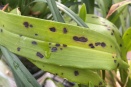 Fungal or Bacterial?