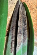 Puffy Brown Damage on Leaf Upper Surface