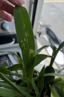 Slits in Pseudobulb and Leaves