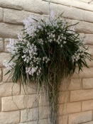 ID this Orchid