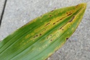 Yellow to Black Spots on Catasetinae