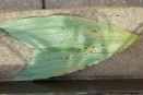 Yellow to Black Spots on Catasetinae