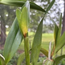 Yellow Base of Cattleya Growth
