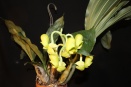 Catasetum Female Flowers Only