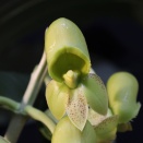 Catasetum Female Flowers Only