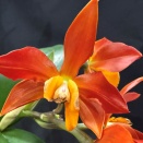 New Cattleya Growth Deformed