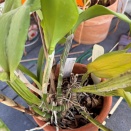 When to Repot Bifoliate