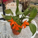 When to Repot Bifoliate