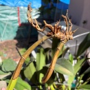 Browning Pseudobulb on Cattleya